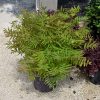 Spirea False Matcha Ball #2 - Image 2
